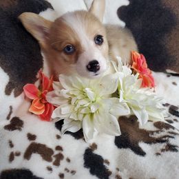 Essie - Red merle and white American Corgi puppy in Damascus, Arkansas from Thomas Corgi's