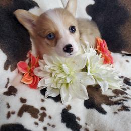 Essie - Red merle and white American Corgi puppy in Damascus, Arkansas from Thomas Corgi's