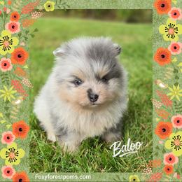 Baloo - AKC - Blue merle male Pomeranian puppy in Eatonville, Washington from Foxy Forest Poms
