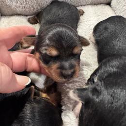 Toby( click pic) - Black and tan male Yorkshire Terrier puppy in Kingston, Oklahoma from Lake Life