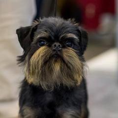 Solomon - Brussels Griffon