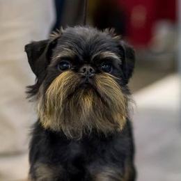 Solomon - Brussels Griffon