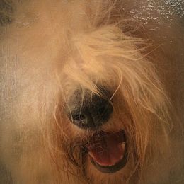 Violet - Old English Sheepdog