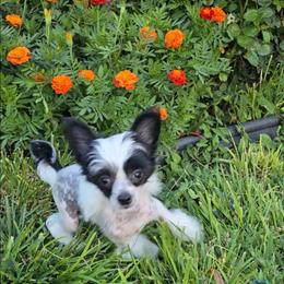 Hudson Long Star Angel - White and black male Chinese Crested puppy in Amarillo, Texas from Victoria's Chinese Cresteds Long Star Angels
