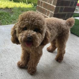 Teddy - Poodle