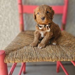 Cream collar girl - Red  female Goldendoodle puppy in Tucson, Arizona from Ever After Doodles Arizona