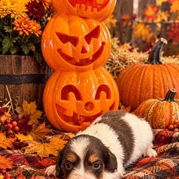 Acorn - Chocolate and tan male Dachshund puppy in Hudson, Michigan from Mittentail Kennel Miniature Dachshunds & Australian Shepherds