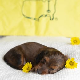 Dachshund Puppies from MyGaDachs