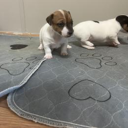 Border Collie and Jack Russell Terrier Puppies from CP FARMS BORDER COLLIES N JACKS CORP