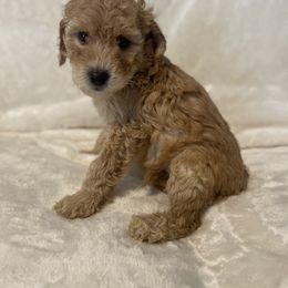 Sadie - Apricot female Poodle puppy in Auburn, Georgia from Southern Poodles