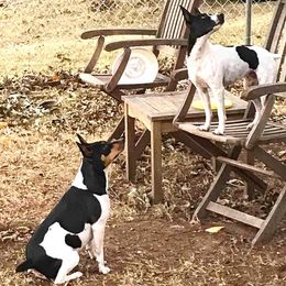 Rat Terriers from Whiterose