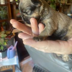 Brussels Griffon Puppies from Shelly's Brussels Griffons