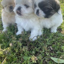 Pekingese Puppies from Ashlyn's Pups