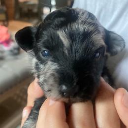 Justice - Blue merle male Aussiedoodle puppy in Knoxville, Tennessee from Legacy Farm