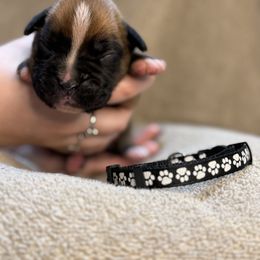 Black - Fawn Boxer puppy in Mooresboro, North Carolina from Echo Hollow Boxers