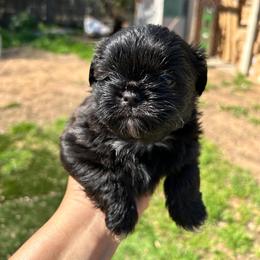 Male 2 - Black male Shih Tzu puppy in Downey, California from Cali shih tzu