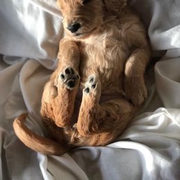 Goldendoodle Puppies from Penny Doodles