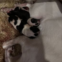 Chihuahua Puppies from Fancy Pants Chihuahua’s