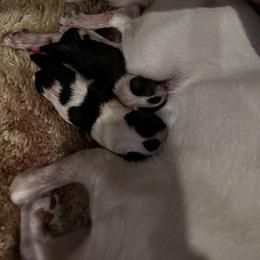 Chihuahua Puppies from Fancy Pants Chihuahua’s