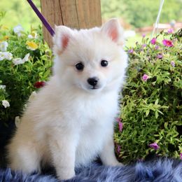 Mercedes - White female Pomsky puppy in Missouri from Husky Hill Kennel