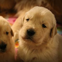 Golden Retriever Puppies from SunKissed Golden Retrievers