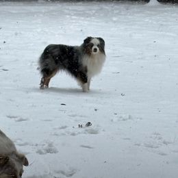 Indie - Toy Australian Shepherd