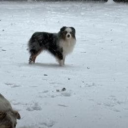 Indie - Toy Australian Shepherd