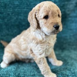 Biscuit - Apricot male Goldendoodle puppy in Pahrump, Nevada from Cold Creek Doodles