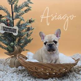 Asiago - Fawn and white male French Bulldog puppy in Wisconsin from Shameless Bulldogs LLC