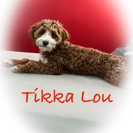 Teek - Goldendoodle
