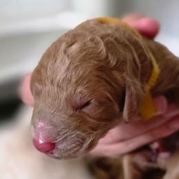 Toffee - Apricot male Double Doodle puppy in Oceanside, California from Strong Mountain Doodles