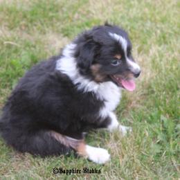 Miniature Australian Shepherd and Toy Australian Shepherd Puppies from Sapphire Stables