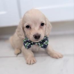 Cody tiny longhair - Cream male Dachshund puppy in Richmond, Virginia from Irresistible Dachshunds & Cavaliers