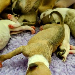 Italian Greyhound Puppies from Tuncap's Italian Greyhounds