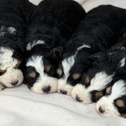 Bernedoodle puppies from Ohio Puppy Paws