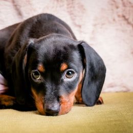 Dachshund Puppies from Phillian Family Mini Dachshunds
