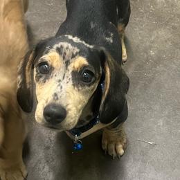 Girl 1 - Dapple female Dachshund puppy in Saint Jo, Texas from Reeves Dashing-Hounds