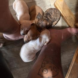 Dachshund Puppies from Witchy Woman’s Wiener’s