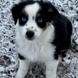 Sage - Black tri-color female Australian Shepherd puppy in Beaverdam, Virginia from Cimmarun Farm Aussies
