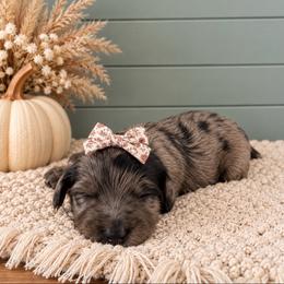 Girl 2 - Merle female Goldendoodle puppy in Charlotte, North Carolina from Hopeful Heart Doodles