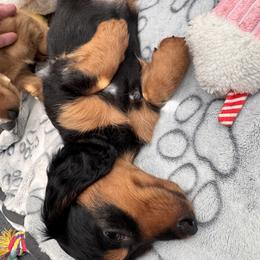 Dachshund Puppies from Bigony Family Dachshund’s