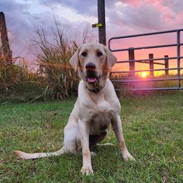 Taz (Started Cadaver Dog) - Yellow female Labrador Retriever puppy in Cocoa, Florida from Harrison's Lakeside Labradors LLC