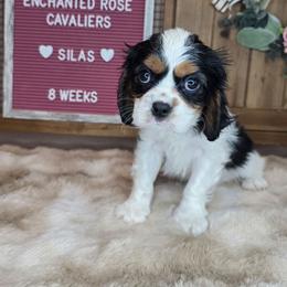 Silas - Tri-color male Cavalier King Charles Spaniel puppy in Wildomar, California from Enchanted Rose Cavaliers