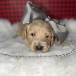 Girl 5 - Cream female Goldendoodle puppy in Fayetteville, Arkansas from Silver Hill Farm