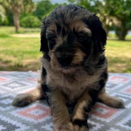 Sky - Blue merle female Aussiedoodle puppy in Liberty, Texas from Poodles and Doodles Most Excellent Adventures