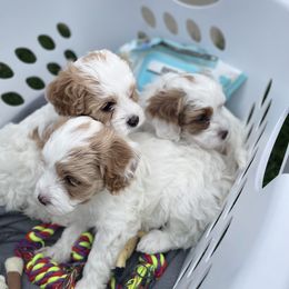 Cavapoo Puppies from Ellas.Pups