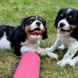 Cavalier King Charles Spaniel Puppies from The Cavi Pack