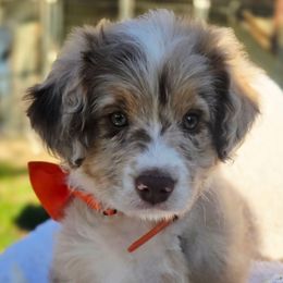 Orange - Brown merle male Aussiedoodle puppy in Cool, California from Foothill Aussies
