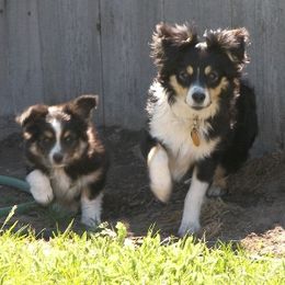 Miniature Australian Shepherds from Kingscastle Ranch