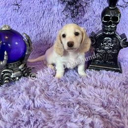 Jack - Cream male Dachshund puppy in Michigan from M.H.P Dachshunds